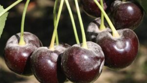 Fight Fungicide Resistance in Cherry Powdery Mildew
