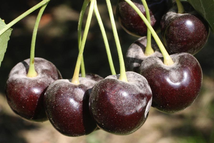 Fight Fungicide Resistance in Cherry Powdery Mildew