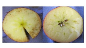 Pome Fruit Storage Disorders: The PGR Effect