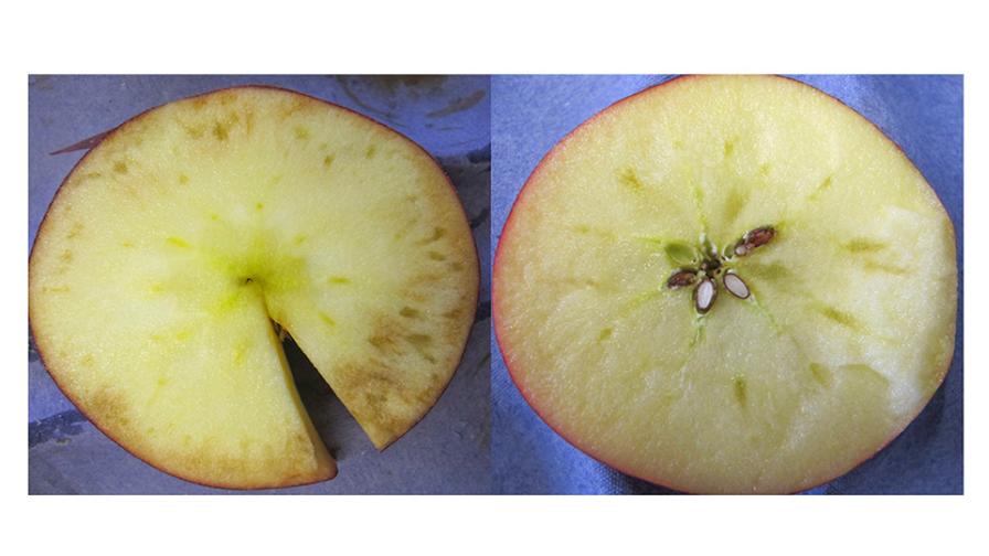 Pome Fruit Storage Disorders: The PGR Effect