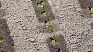 Smart Sprayers Now Multitasking in the Field for Lettuce Growers