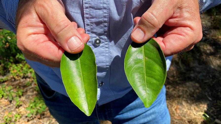 Young and old citrus leaves for sap analysis