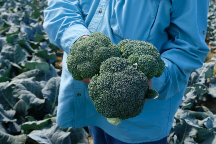Abrams (Seminis, Seedway, LLC, and Stokes Seeds)