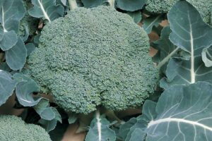 Belstar F1 Organic (Bejo Seeds and Harris Seeds / Garden Trends Inc.)