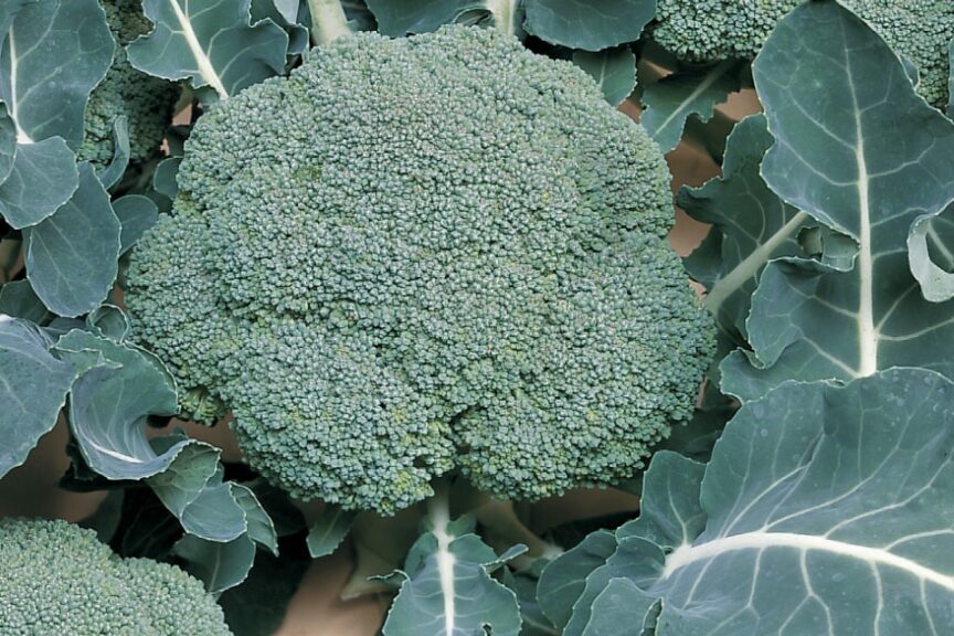 Belstar F1 Organic (Bejo Seeds and Harris Seeds / Garden Trends Inc.)