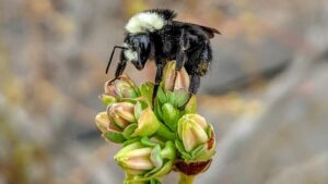 The Promise and Pitfalls of Using Managed Bumblebees for Blueberry Pollination