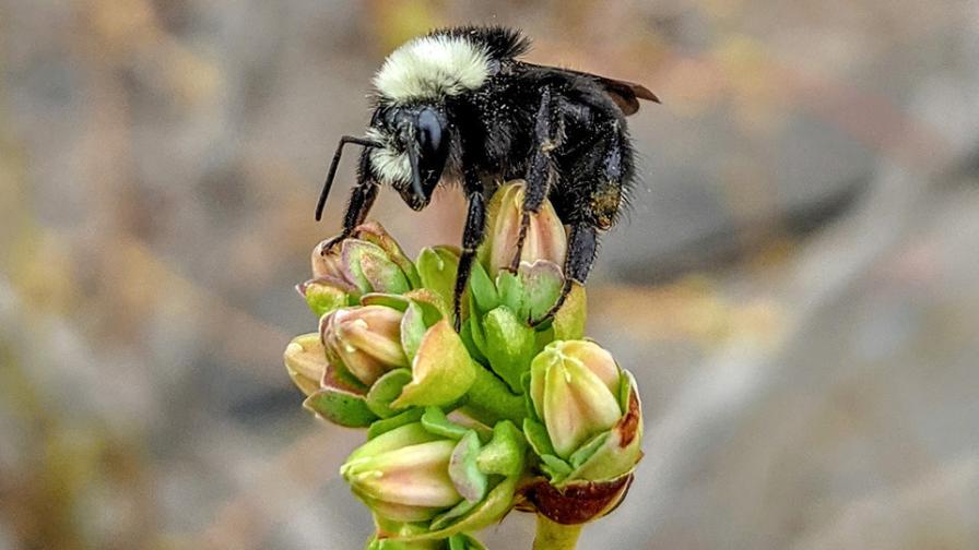 Managed bumblebee pollinating a blueberry plant