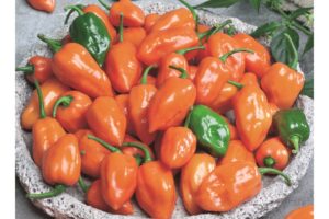 Cienfuegos Orange F1 (Seeds by Design)