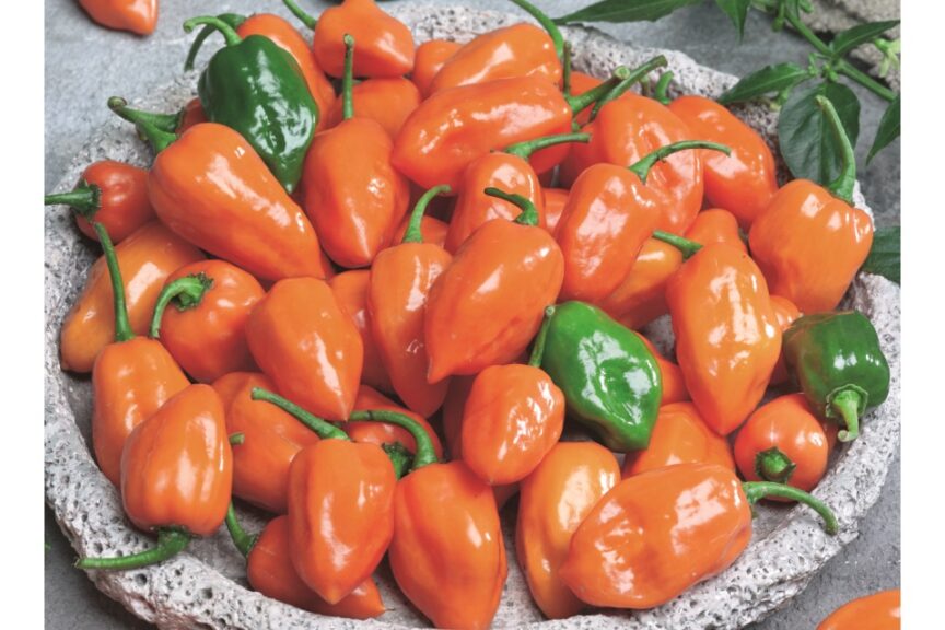 Cienfuegos Orange F1 (Seeds by Design)