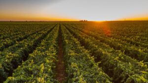 How American Fruit Growers Are Taking on a Tsunami of Challenges This Year
