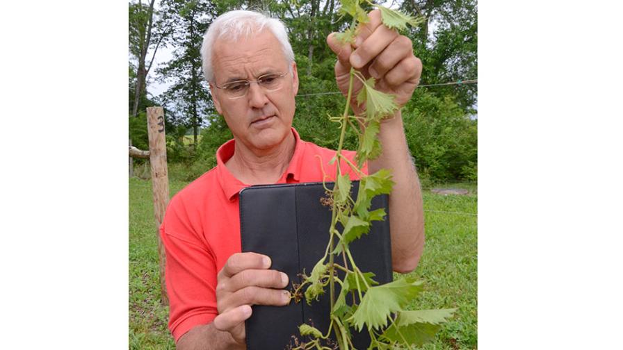 Example_dicamba_drift_damage_grape_vine