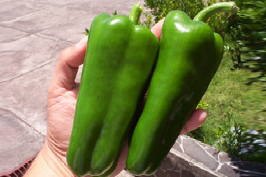 GVS 43109 F1 (Golden Valley Seed)