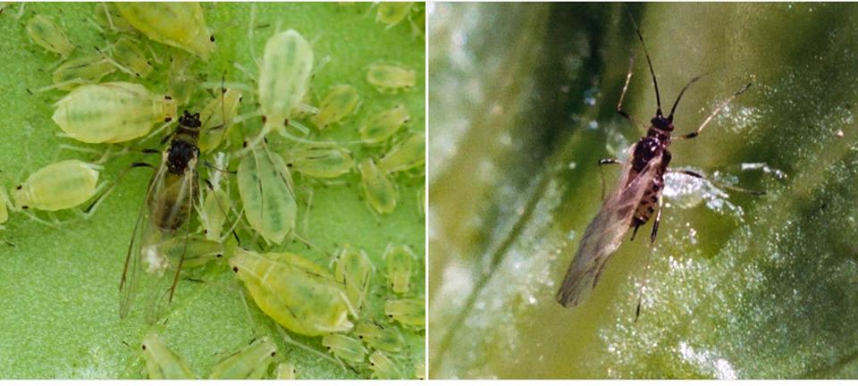 Comparing green peach aphid with lettuce aphid