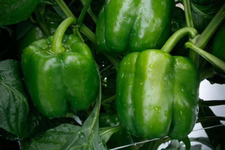 Nitro S10 (Sakata Seed America)
