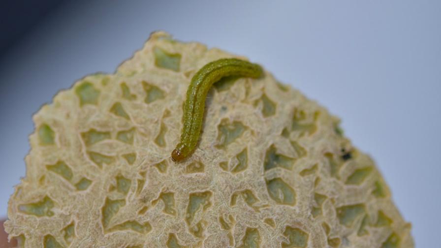Omnivorous leafroller larvae