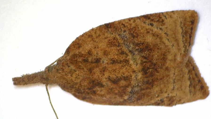 Ominivorous leafroller moth