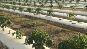 Pumped for Papaya! New Growth Opportunities Take Root in Florida