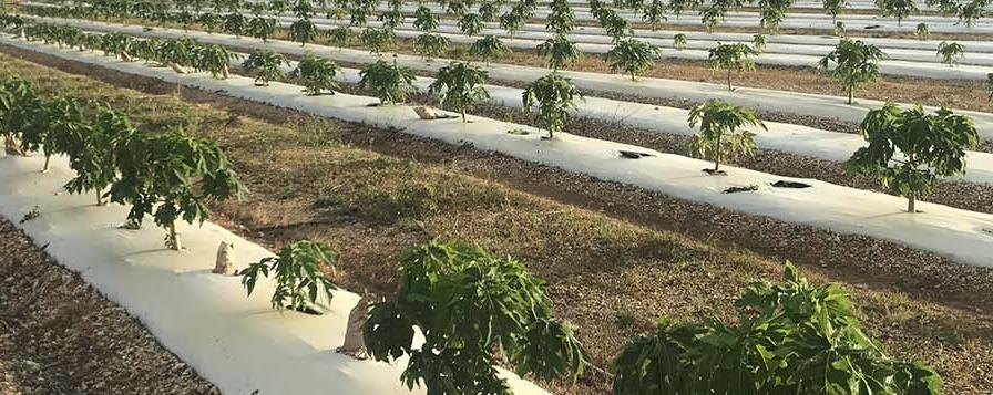 Pumped for Papaya! New Growth Opportunities Take Root in Florida
