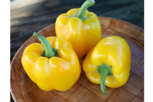 SVPB8415 F1 (Seminis and Harris Seeds/Garden Trends Inc.)