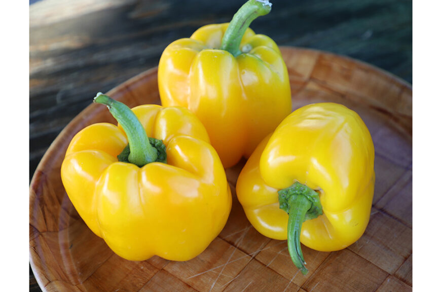 SVPB8415 F1 (Seminis and Harris Seeds/Garden Trends Inc.)