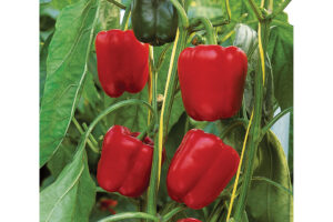 Sprinter F1 (Osborne Quality Seeds)