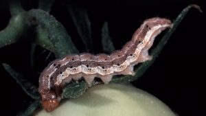 Tips To Tame Tomato Fruitworm, A Formidable Foe in the Field