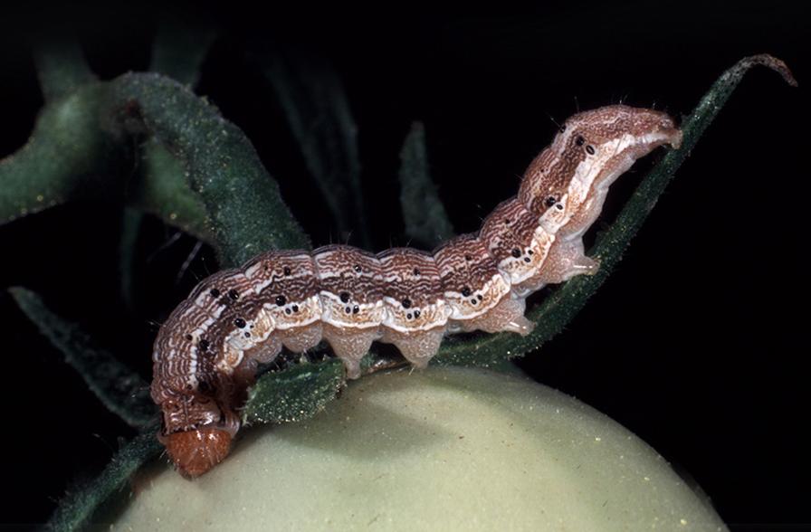 Tips To Tame Tomato Fruitworm, A Formidable Foe in the Field