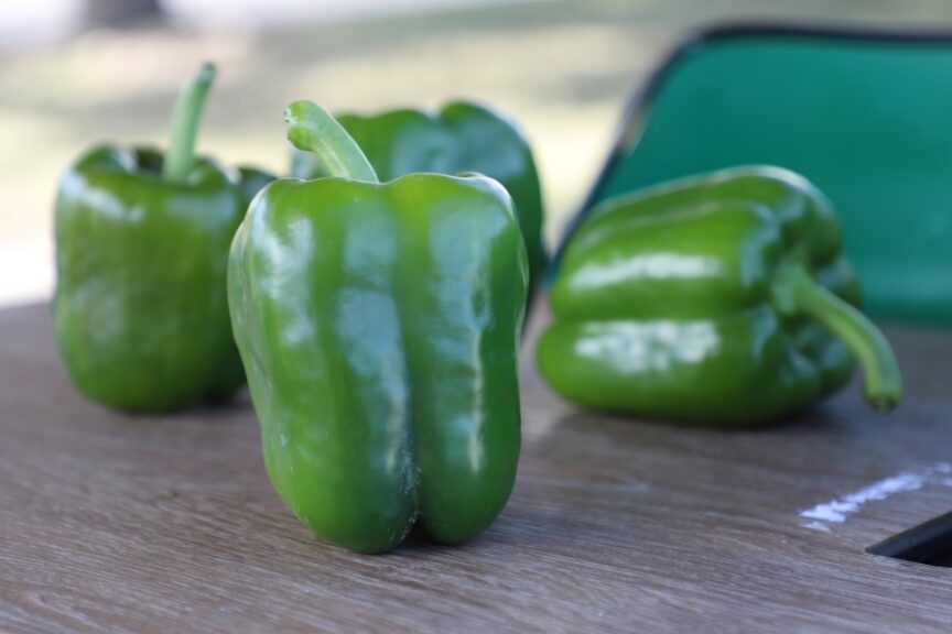 Turnpike F1 (Seminis and Harris Seeds/Garden Trends Inc.)