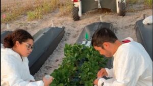 Can UVC Light Treatment Save Strawberries from Mites and Chilli Thrips?