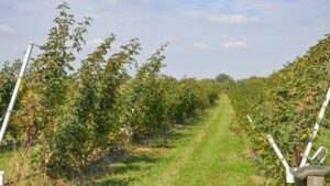 Ways To Raise Your Game on Fall Care of Blackberries