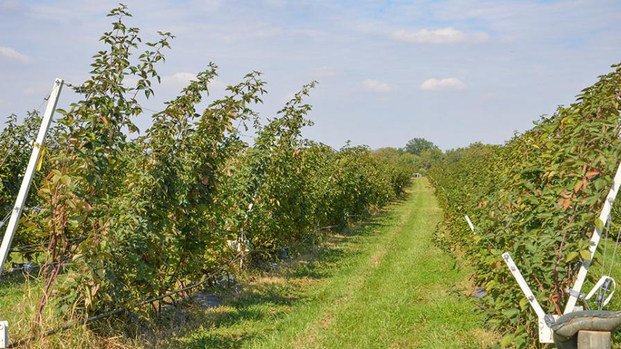 Ways To Raise Your Game on Fall Care of Blackberries
