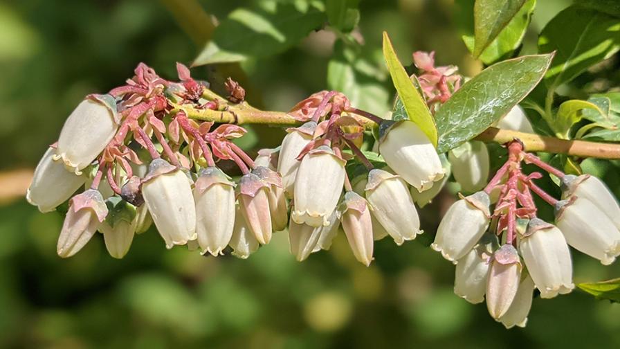 Blueberry blooms in detail
