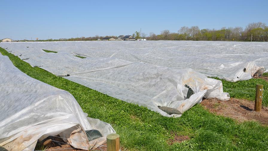Floating row covers on blackberry planting