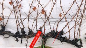 3 Lessons Learned from a Year of Grape Growing Webinars