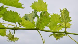 What You Can Do To Protect Your Grapes From Herbicide Drift Damage