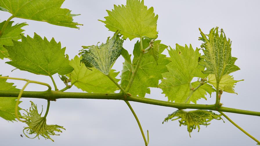 Young grape shoot with 2,4-D damage