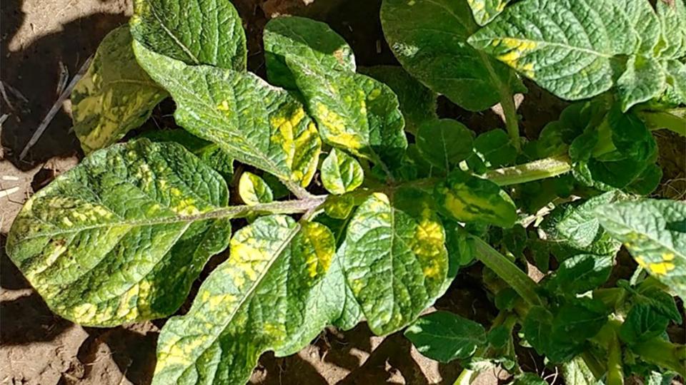 Alfalfa mosaic virus symptoms on leaves