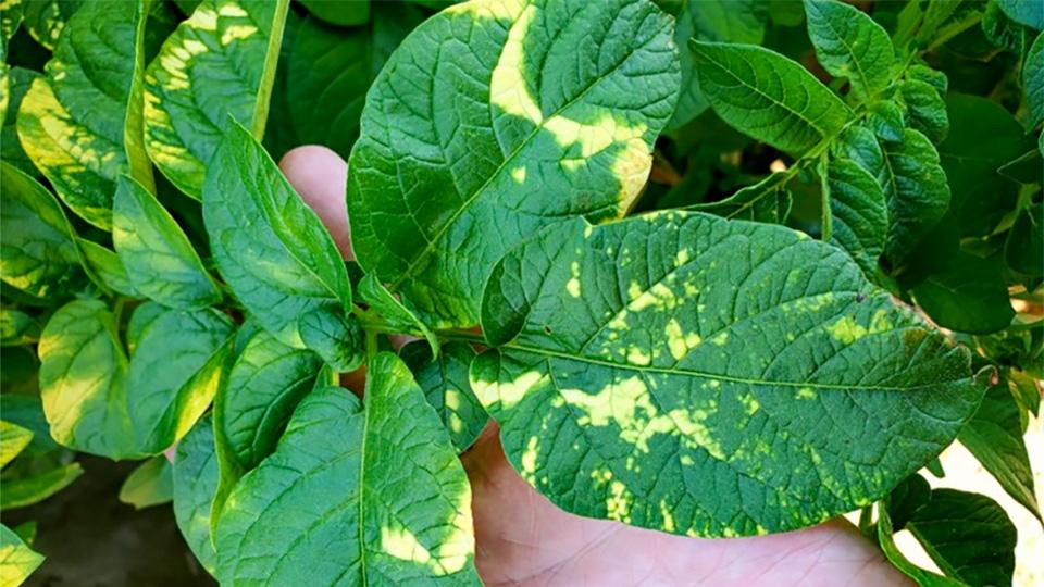 Can You Spot the Differences Between Potato Viruses and Leaf Symptoms?