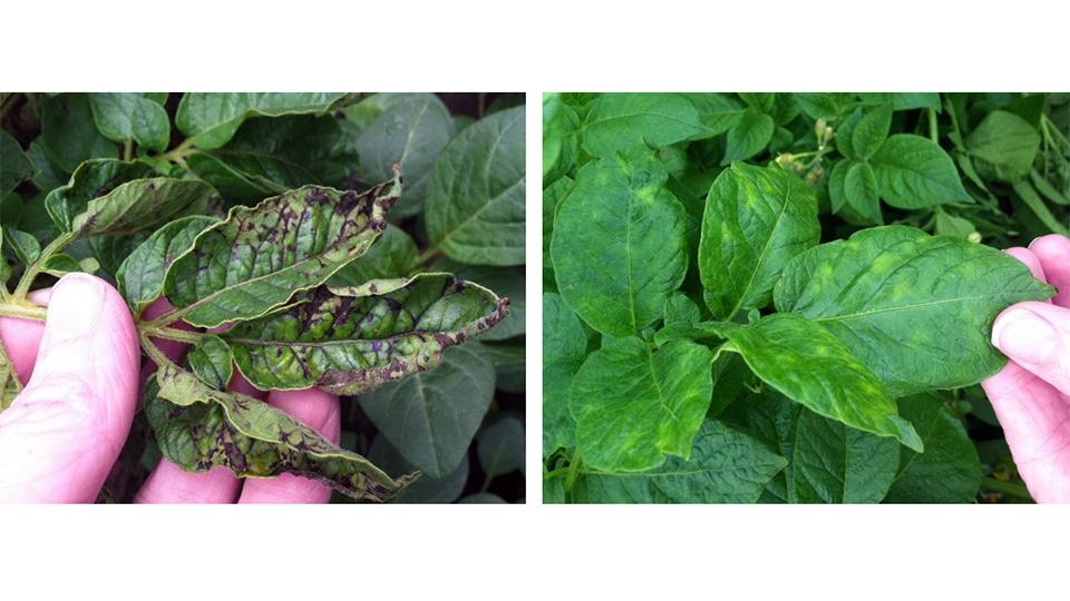 Potato virus Y on different cultivars