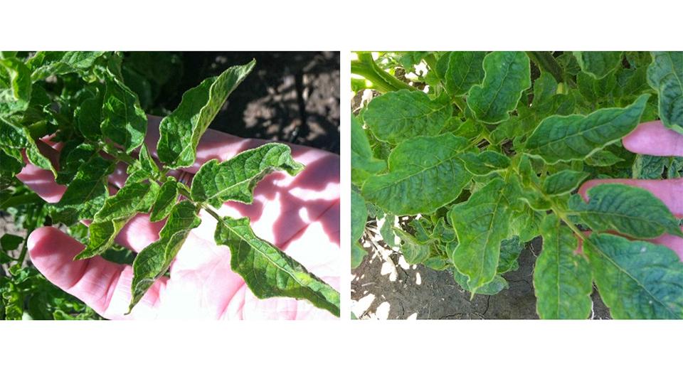 Potato virus Y strains on Alturas Russet
