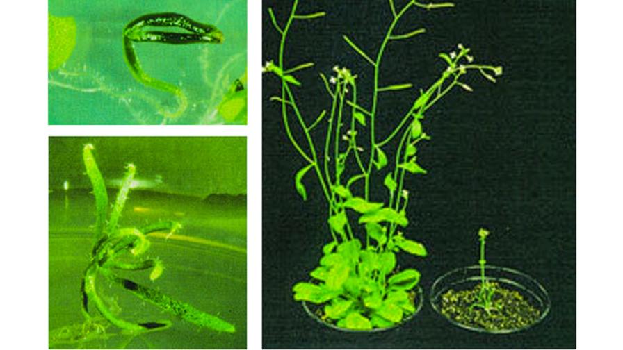 Phenotype of Arabidopsis mutant (Ago) at various ages