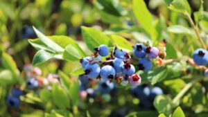 Imaging Spectroscopy Predicts Water Stress in Wild Blueberry Fields