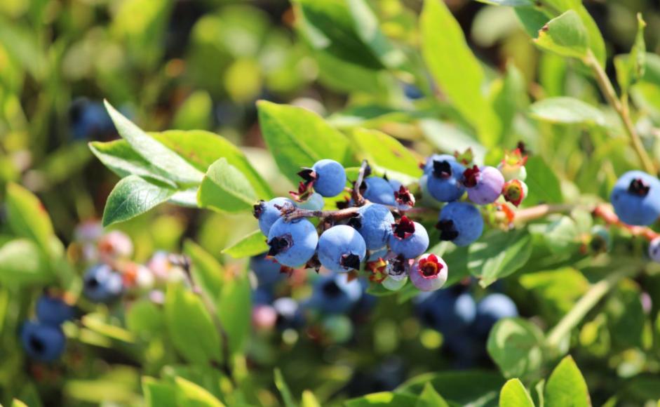 Imaging Spectroscopy Predicts Water Stress in Wild Blueberry Fields