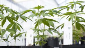 Why Growers Should Consider Alternative Crops Market Opportunities