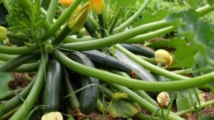 ‘Significant’ Price Drops Eating Away at 5 Key Vegetable Crops