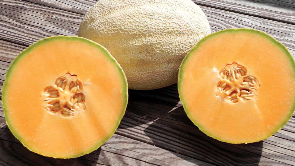 Cleopatra (Seneca Vegetable Research, Rupp Seeds)