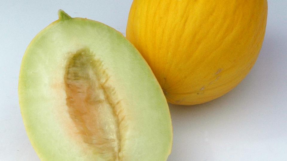 Durasol F1 (American Takii, Inc., Harris Seeds/Garden Trends Inc.)