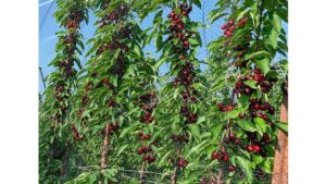 Fresh Starts Signal Sense of Assurance for Cherry Growers