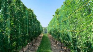 Ways to Sharpen Your Sweet Cherry Production Systems With Precision