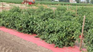 Why Von Bergen’s Country Market Grows With Different Colored Plastic Mulch